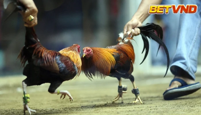 Đá gà tre Mỹ