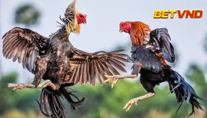 Thuốc đá gà bịp