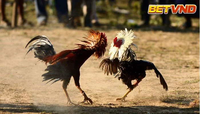 Đá gà cựa sắt