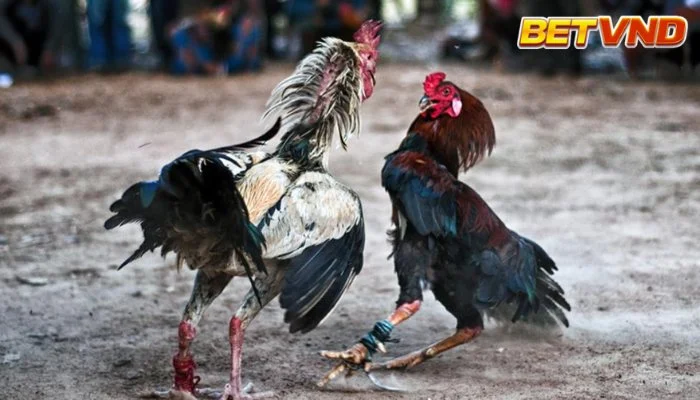 Đá gà cựa tròn