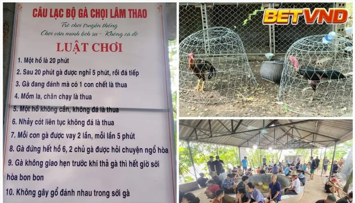 Luật đá gà 2025