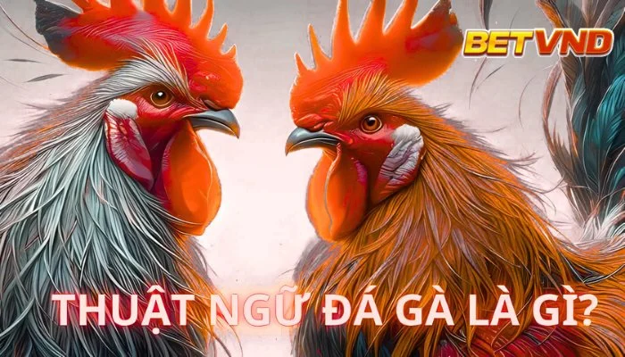 Thuật ngữ đá gà là gì